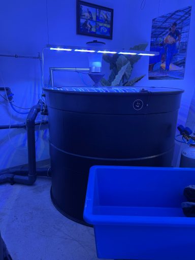 Umbau Koi-Zossen Schwarzer Wassertank mit blauer Beleuchtung und Pflanzen im Inneren.